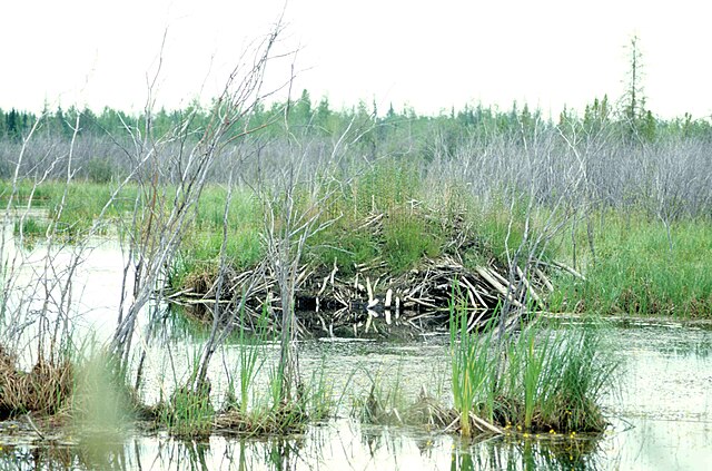 Wood Buffalo National Park - Image 2