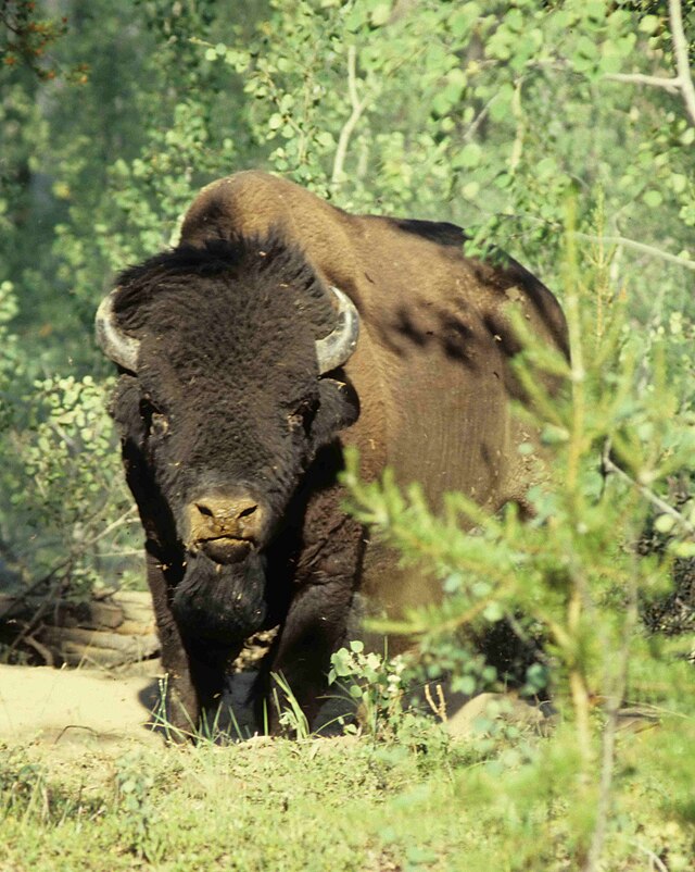 Wood Buffalo National Park - Image 3