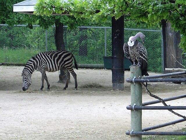 Assiniboine Park & Zoo - Image 3
