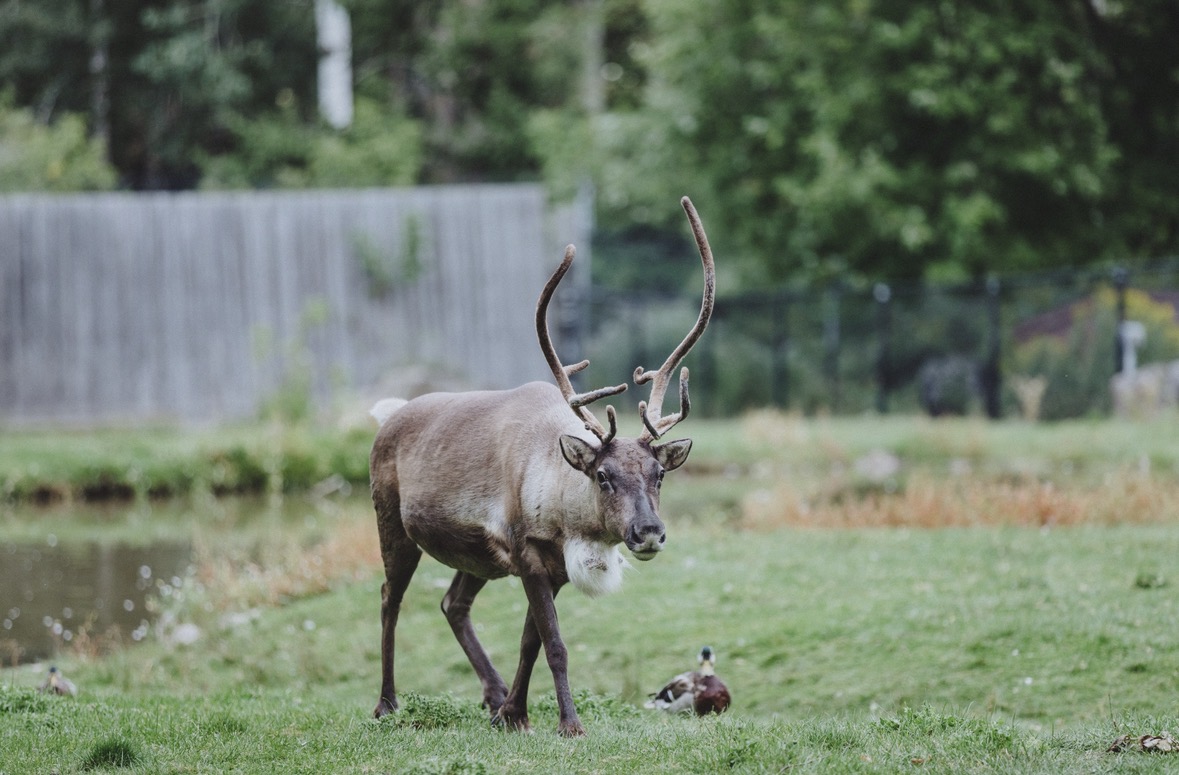 Magnetic Hill Zoo - Image 3