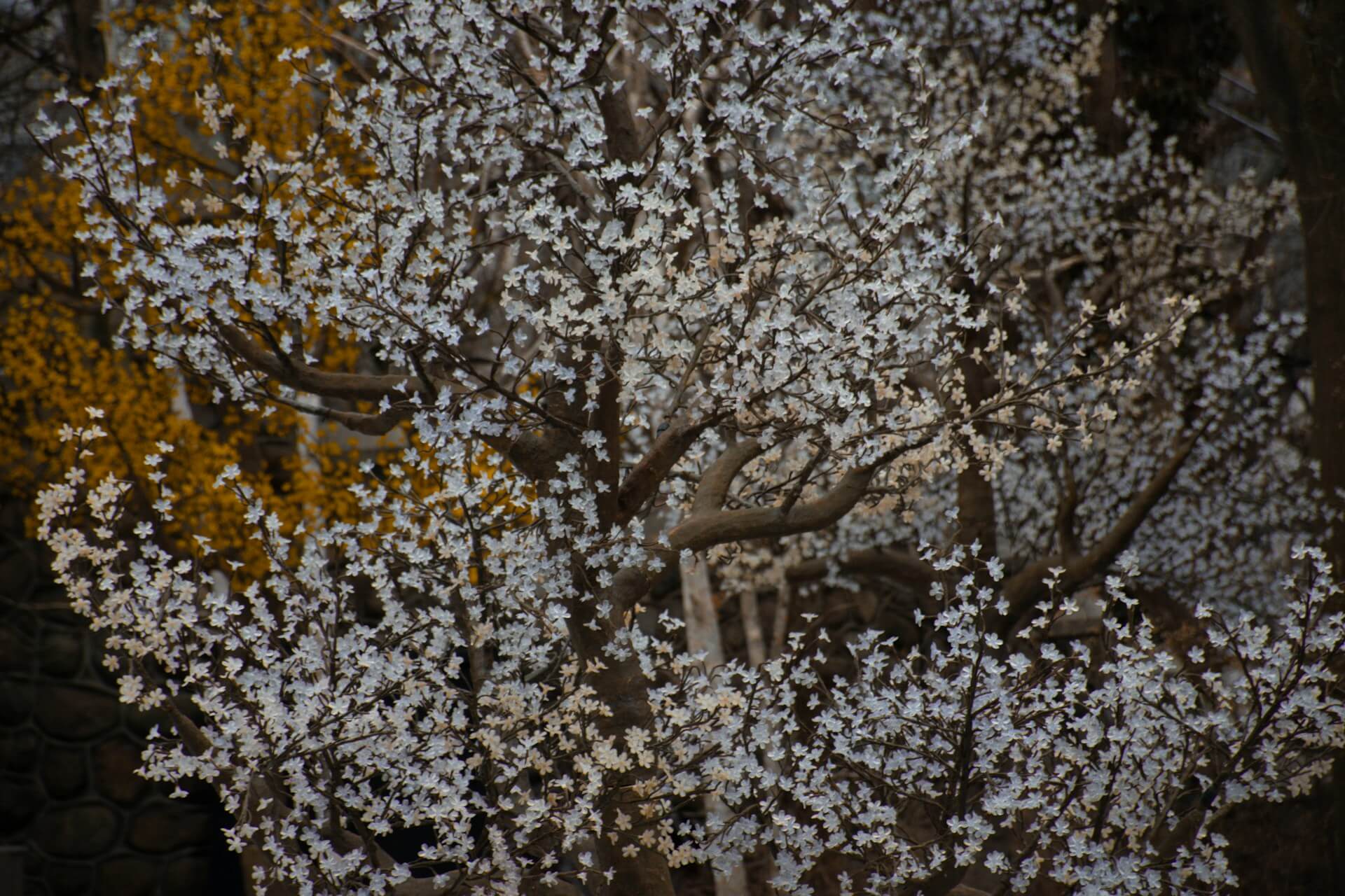 white-cherry-blossom-tree-Toronto-lucas-george-wendt-unsplash